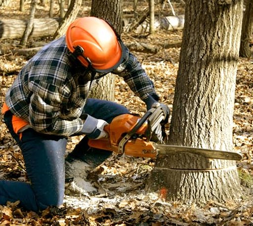 Tree Removal in Branchland, WV